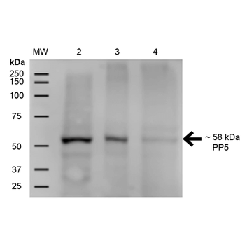 PP5 Antibody: APC