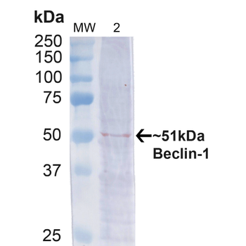 Beclin 1 Antibody: APC