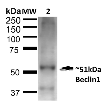 Beclin 1 Antibody: APC