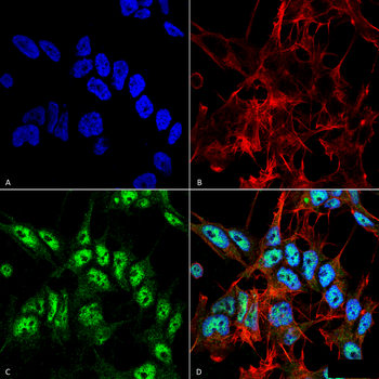 Beclin 1 Antibody (FITC)