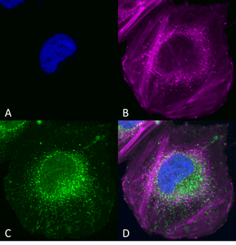 Beclin 1 Antibody: APC