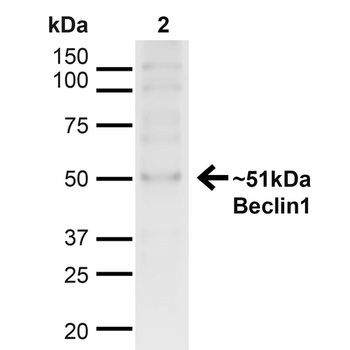 Beclin 1 Antibody: Biotin