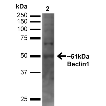 Beclin 1 Antibody (HRP)