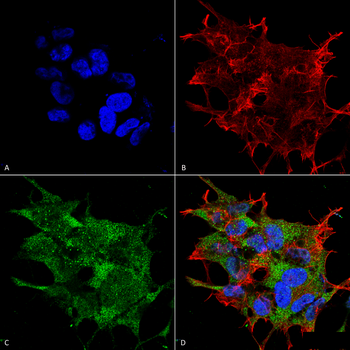 Beclin 1 Antibody (RPE)