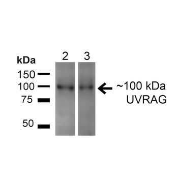 UVRAG Antibody: FITC