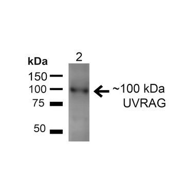 UVRAG Antibody: FITC