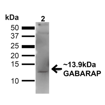 GABARAP Antibody: APC