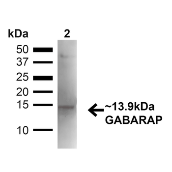 GABARAP Antibody: APC