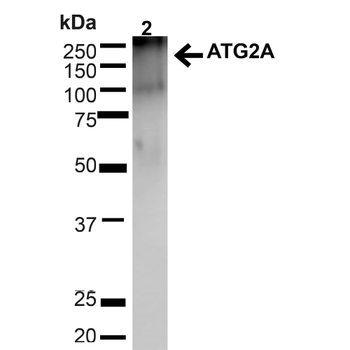ATG2A Antibody: APC