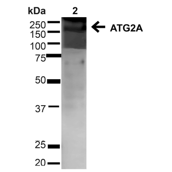ATG2A Antibody: APC