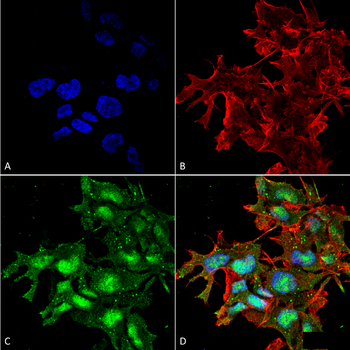 ATG2A Antibody (RPE)