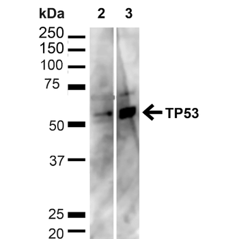 p53 Antibody: Biotin