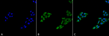 p53 Antibody (PerCP)