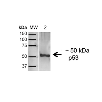 p53 Antibody (PerCP)