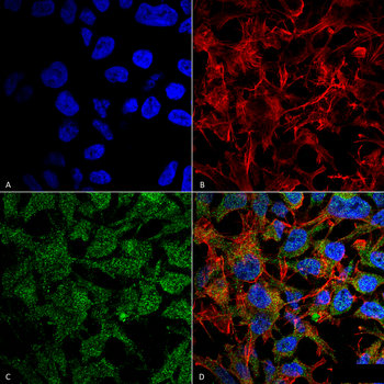 BDNF Antibody