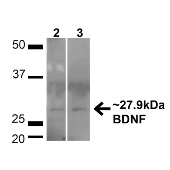 BDNF Antibody: APC