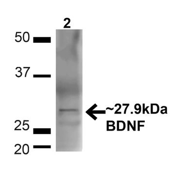 BDNF Antibody: HRP