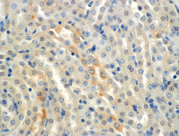 ENaC alpha Antibody: FITC