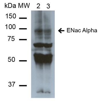 ENaC alpha Antibody: FITC