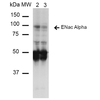 ENaC alpha Antibody: HRP