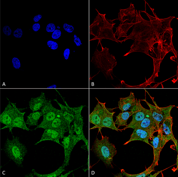 ATG4B Antibody (RPE)