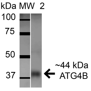 ATG4B Antibody (RPE)