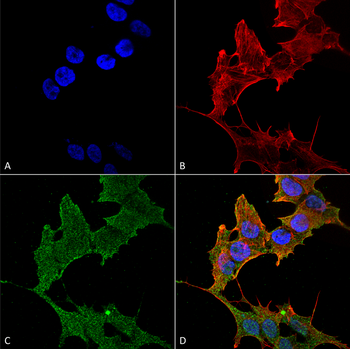 ULK1 Antibody (PerCP)