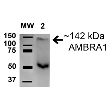 AMBRA1 Antibody: APC