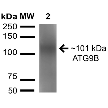 ATG9B Antibody (HRP)