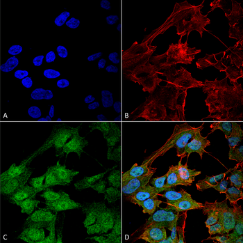 ATG9B Antibody (RPE)