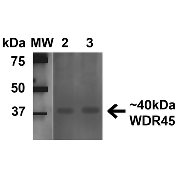 WDR45 Antibody: Biotin
