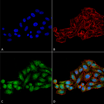 WDR45 Antibody (FITC)
