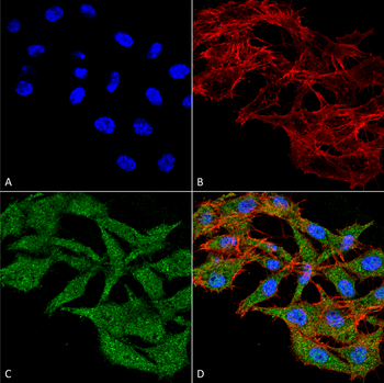 WDFY3 Antibody (APC)