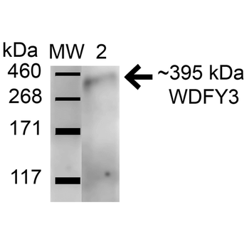 WDFY3 Antibody (APC)