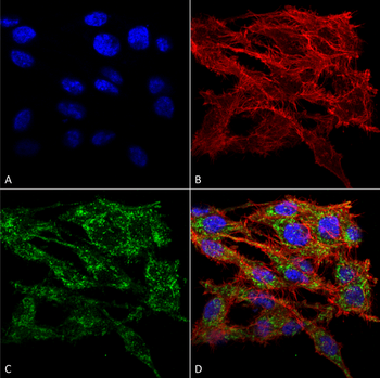 VMP1 Antibody: PerCP