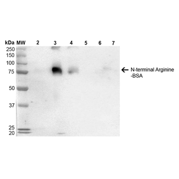 N-terminal Arginylation Antibody (Biotin)