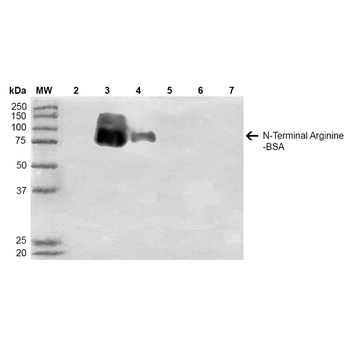 N-terminal Arginylation Antibody (Biotin)