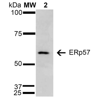 ERp57 Antibody: APC