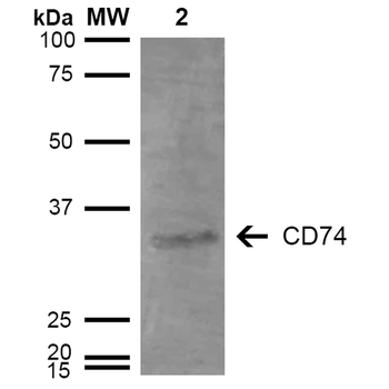 CD74 Antibody: HRP