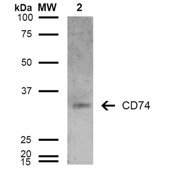 CD74 Antibody: FITC