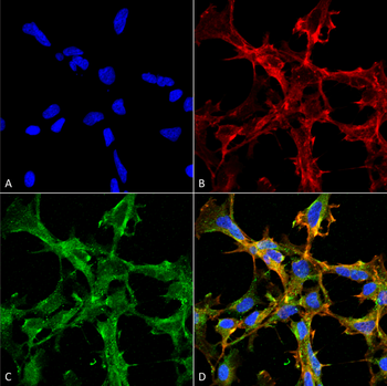 Citrulline Antibody: FITC