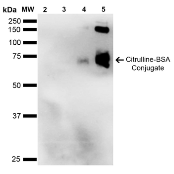 Citrulline Antibody (RPE)