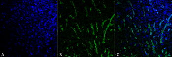 Citrulline Antibody: FITC
