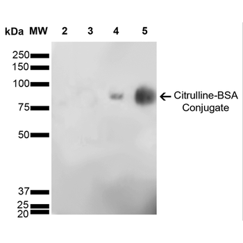 Citrulline Antibody: FITC