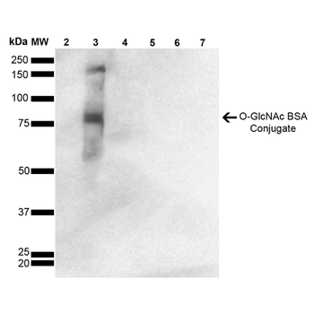 O-GlcNAc Antibody (Biotin)