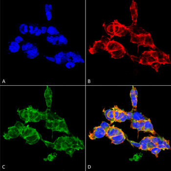 O-GalNAC Antibody (RPE)