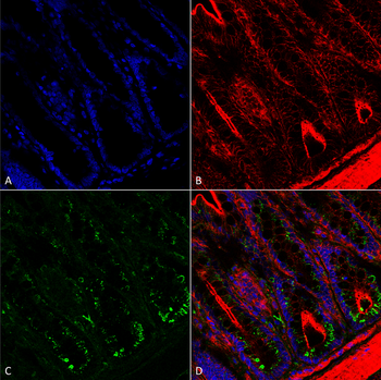 O-GalNAC Antibody (RPE)