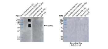 O-GalNAC Antibody (RPE)