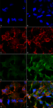 Acrolein Antibody