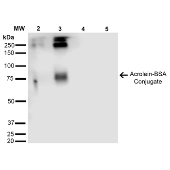Acrolein Antibody: APC